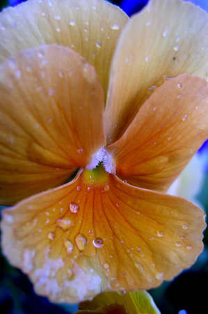 Flower after rainの写真素材