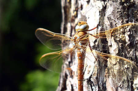 A dragonfly on a treeの写真素材