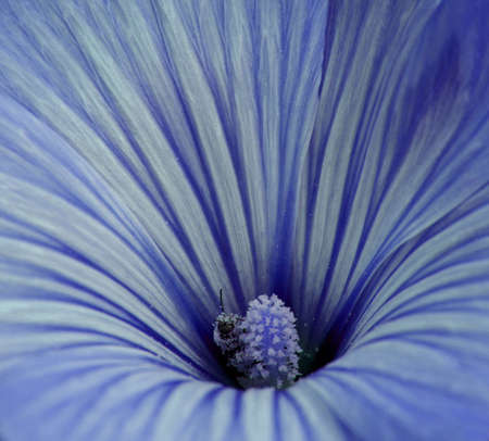 A blue flower with an insectの写真素材