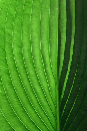 Sunlit leaf
