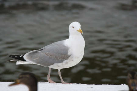 Tern in winterの写真素材