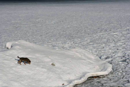 Winter scene - a dog and the seaの写真素材
