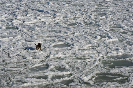 Dog in winter - a dangerous walk on iceの写真素材