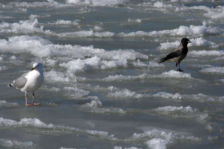 Birds in winterの写真素材