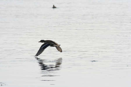 A duck flying over the waterの写真素材