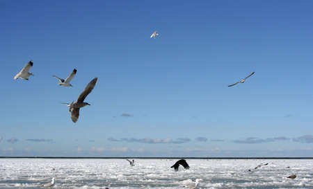 Birds in wintertimeの写真素材