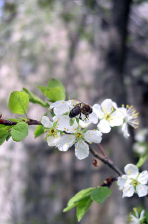 Spring scene - a bee on flowers
