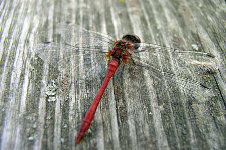 Dragon-fly on a plankの写真素材