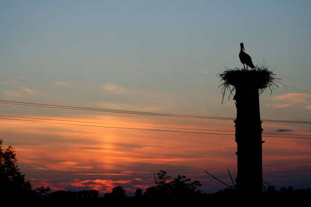 Landscape with sky at sunset and a stork in his nestの写真素材
