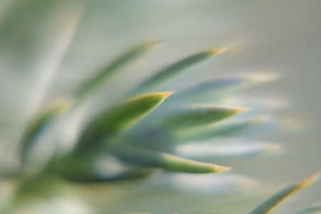 Natural background - plant close-up