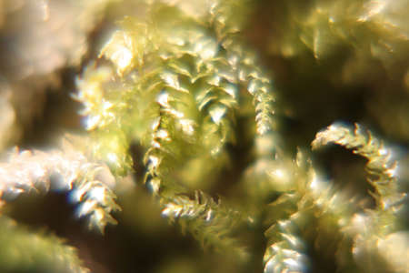 Natural background - floraの写真素材