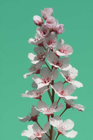 White blossoms