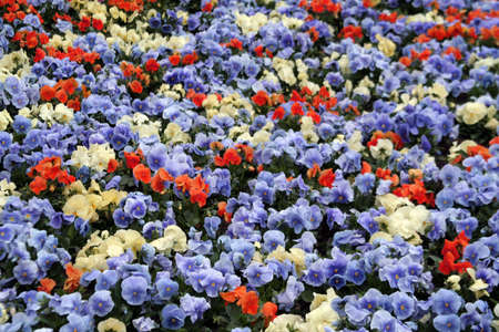 Natural  background - flowersの写真素材