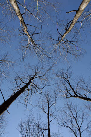 Leafless trees and the sky