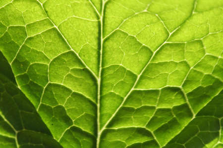 Leaf in closeup