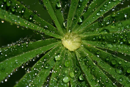 Lupine after rainの写真素材