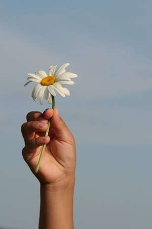 A daisy in a child's handの写真素材