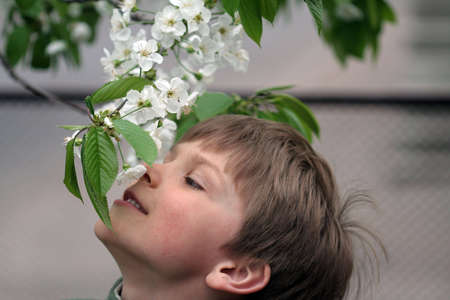 A child smelling cherry blossomsの写真素材