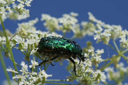 A dark green bug with water drops on white flowers