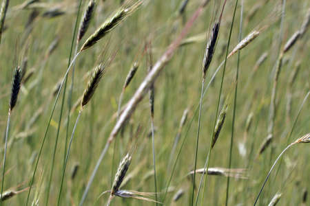 Natural background - rye 