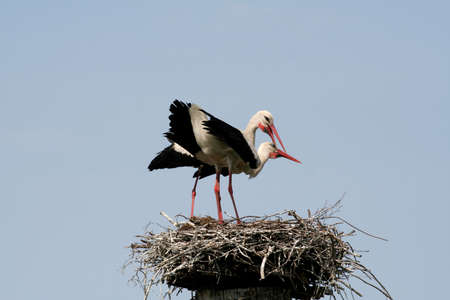 A couple of storks in their nestの写真素材