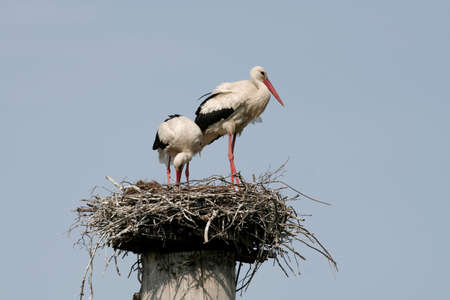 A couple of storks in their nest