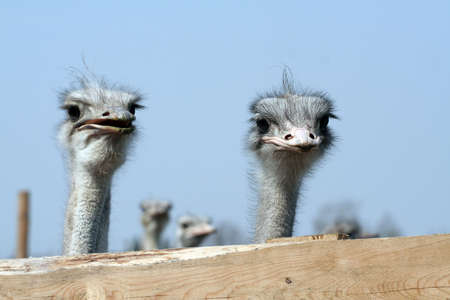 A group of ostrichの写真素材