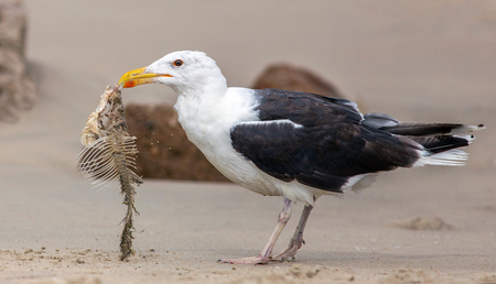 Great Black-backed Gull (Larus marinus)の写真素材