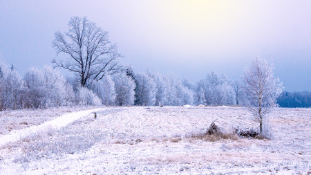 The winter is beautifulの写真素材