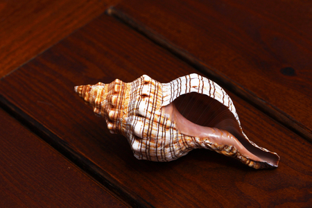 Beautiful shell