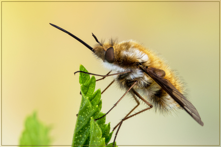 The Large Bee-fly (Bombylius major)の写真素材