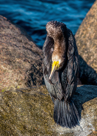 Great Cormorant (Phalacrocorax carbo)の写真素材