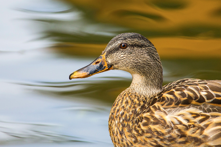 Mallard (Anas platyrhynchos)の写真素材