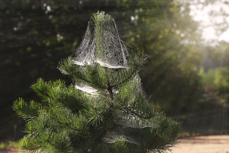 Spider's web on treeの写真素材