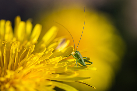 Sunny meadow and grasshopperの写真素材