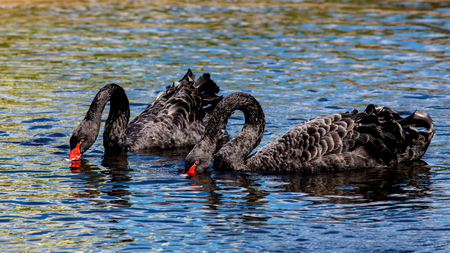 Black Swan (Cygnus atratus)の写真素材