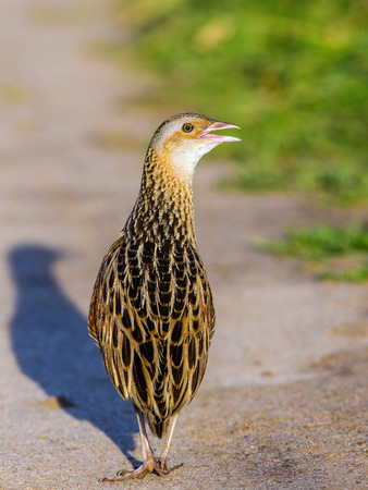 Corn Crake (Crex crex)の写真素材