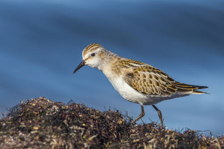 Little Stint (Calidris minuta)の写真素材