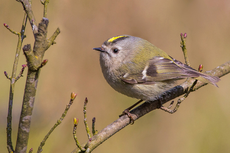 Goldcrest (Regulus regulus)の写真素材