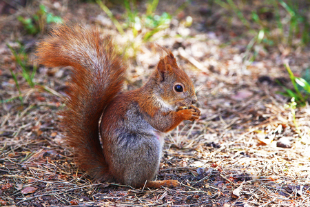 The red squirrel or Eurasian red squirrel (Sciurus vulgaris)の写真素材