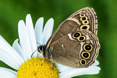 Woodland brown (Lopinga achine)