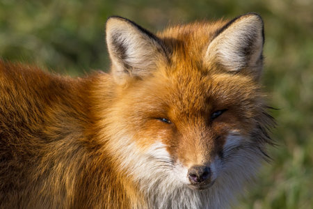 The red fox (Vulpes vulpes)