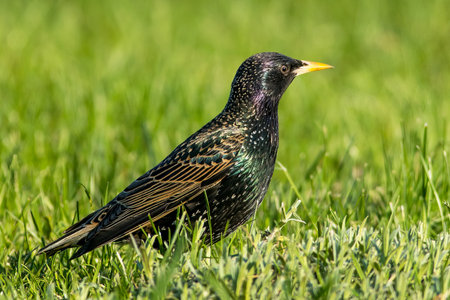 The common starling (Sturnus vulgaris), European starlingの写真素材