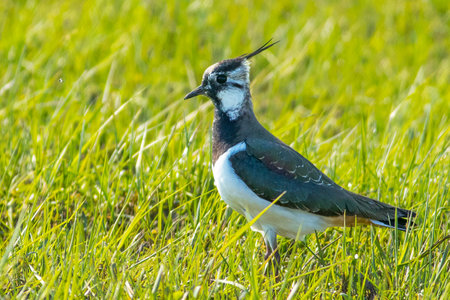 The northern lapwing (Vanellus vanellus)
