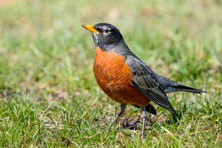 American Robin (Turdus migratorius)の写真素材