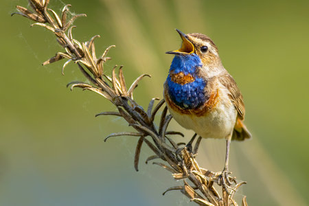 The bluethroat (Luscinia svecica)の写真素材