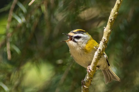 The common firecrest (Regulus ignicapilla)の写真素材