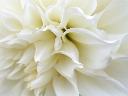 White flowerの写真素材