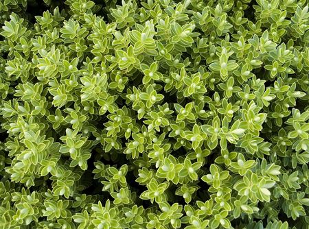 Nature backgroundの写真素材