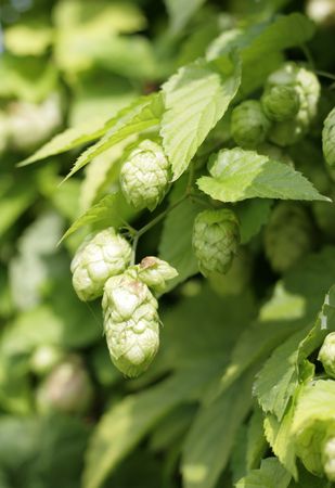 Hops